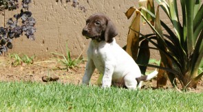 GSP Matotoland Kennel Pup