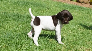 GSp Matotoland Kennel Pup