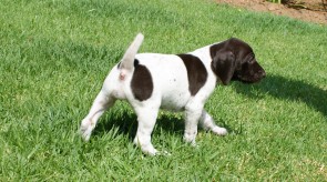 Gsp Matotoland Kennel Pup