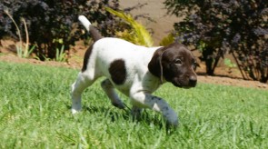 GSP Matotoland Kennel Pup