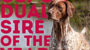 Huck_NSPCA_Sire_of_2024.jpg